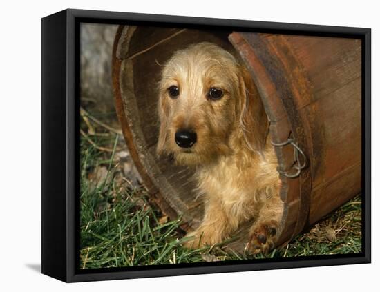Wire Haired Dachshund, Portrait in Wooden Barrel-Lynn M. Stone-Framed Stretched Canvas