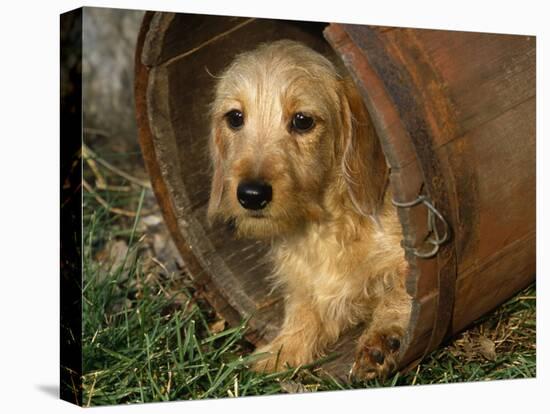 Wire Haired Dachshund, Portrait in Wooden Barrel-Lynn M. Stone-Stretched Canvas