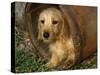 Wire Haired Dachshund, Portrait in Wooden Barrel-Lynn M. Stone-Stretched Canvas