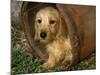 Wire Haired Dachshund, Portrait in Wooden Barrel-Lynn M. Stone-Mounted Photographic Print