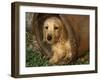 Wire Haired Dachshund, Portrait in Wooden Barrel-Lynn M. Stone-Framed Photographic Print