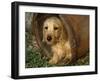 Wire Haired Dachshund, Portrait in Wooden Barrel-Lynn M. Stone-Framed Photographic Print
