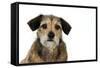 Wire Haired Dachshund X Long Haired Chihuahua-null-Framed Stretched Canvas