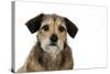 Wire Haired Dachshund X Long Haired Chihuahua-null-Stretched Canvas