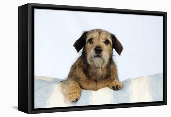 Wire Haired Dachshund X Long Haired Chihuahua-null-Framed Stretched Canvas