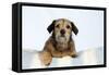 Wire Haired Dachshund X Long Haired Chihuahua-null-Framed Stretched Canvas