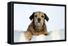 Wire Haired Dachshund X Long Haired Chihuahua-null-Framed Stretched Canvas