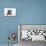 Wire Haired Dachshund X Long Haired Chihuahua-null-Stretched Canvas displayed on a wall