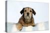 Wire Haired Dachshund X Long Haired Chihuahua-null-Stretched Canvas