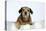 Wire Haired Dachshund X Long Haired Chihuahua-null-Stretched Canvas