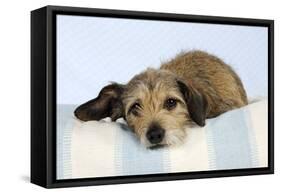 Wire Haired Dachshund X Long Haired Chihuahua-null-Framed Stretched Canvas