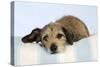 Wire Haired Dachshund X Long Haired Chihuahua-null-Stretched Canvas