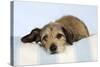 Wire Haired Dachshund X Long Haired Chihuahua-null-Stretched Canvas