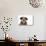 Wire Haired Dachshund X Long Haired Chihuahua-null-Photographic Print displayed on a wall