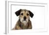 Wire Haired Dachshund X Long Haired Chihuahua-null-Framed Photographic Print