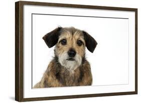 Wire Haired Dachshund X Long Haired Chihuahua-null-Framed Photographic Print