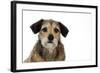 Wire Haired Dachshund X Long Haired Chihuahua-null-Framed Photographic Print