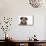 Wire Haired Dachshund X Long Haired Chihuahua-null-Mounted Photographic Print displayed on a wall