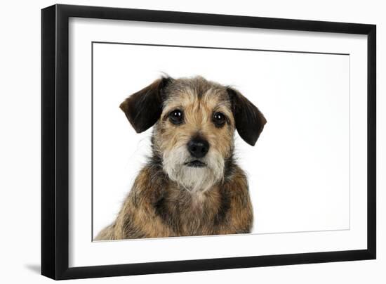 Wire Haired Dachshund X Long Haired Chihuahua-null-Framed Photographic Print