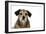 Wire Haired Dachshund X Long Haired Chihuahua-null-Framed Photographic Print