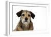 Wire Haired Dachshund X Long Haired Chihuahua-null-Framed Photographic Print