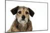 Wire Haired Dachshund X Long Haired Chihuahua-null-Mounted Photographic Print