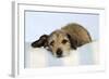 Wire Haired Dachshund X Long Haired Chihuahua-null-Framed Photographic Print