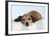 Wire Haired Dachshund X Long Haired Chihuahua-null-Framed Photographic Print