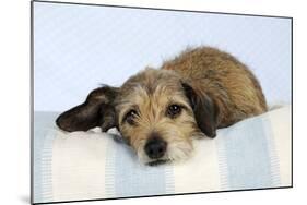 Wire Haired Dachshund X Long Haired Chihuahua-null-Mounted Photographic Print