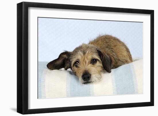 Wire Haired Dachshund X Long Haired Chihuahua-null-Framed Photographic Print