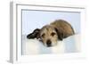 Wire Haired Dachshund X Long Haired Chihuahua-null-Framed Photographic Print