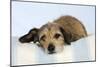 Wire Haired Dachshund X Long Haired Chihuahua-null-Mounted Photographic Print