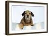 Wire Haired Dachshund X Long Haired Chihuahua-null-Framed Photographic Print