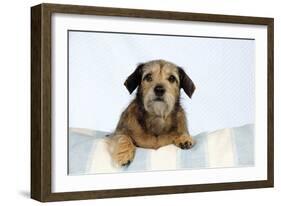 Wire Haired Dachshund X Long Haired Chihuahua-null-Framed Photographic Print