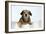 Wire Haired Dachshund X Long Haired Chihuahua-null-Framed Photographic Print
