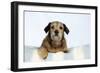 Wire Haired Dachshund X Long Haired Chihuahua-null-Framed Photographic Print