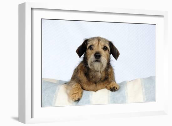 Wire Haired Dachshund X Long Haired Chihuahua-null-Framed Photographic Print