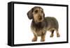 Wire-Haired Dachshund-null-Framed Stretched Canvas