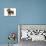 Wire-Haired Dachshund-null-Stretched Canvas displayed on a wall