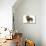 Wire-Haired Dachshund-null-Stretched Canvas displayed on a wall