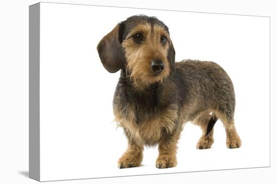 Wire-Haired Dachshund-null-Stretched Canvas
