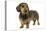 Wire-Haired Dachshund-null-Stretched Canvas