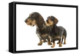 Wire-Haired Dachshund-null-Framed Stretched Canvas