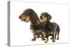 Wire-Haired Dachshund-null-Stretched Canvas