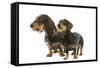 Wire-Haired Dachshund-null-Framed Stretched Canvas