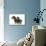 Wire-Haired Dachshund-null-Photographic Print displayed on a wall