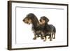 Wire-Haired Dachshund-null-Framed Photographic Print