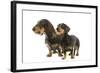 Wire-Haired Dachshund-null-Framed Photographic Print