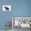 Wire-Haired Dachshund-null-Photographic Print displayed on a wall