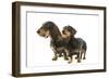 Wire-Haired Dachshund-null-Framed Photographic Print